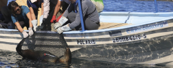 WIKA-Manometer kommen in Mexiko bei der Rettung von Seelöwen zum Einsatz.