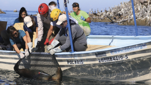 Seelöwen unter Einsatz von WIKA-Manometern retten